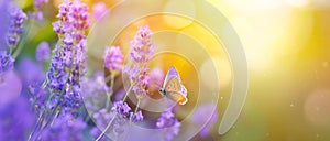 Sunny summer nature background with fly butterfly and lavender flowers with sunlight and bokeh. Outdoor nature banner