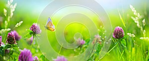 Sunny summer nature background with fly butterfly and wild flowers in grass with sunlight and bokeh. Outdoor nature