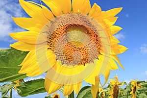 Sunny Sunflower