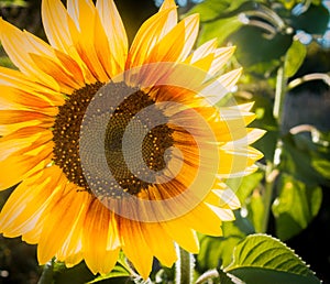 Sunny Sunflower