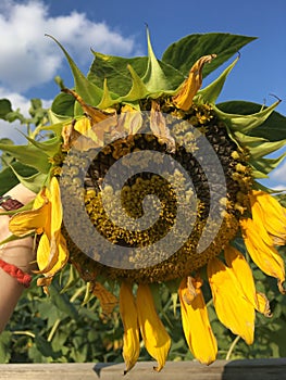 Sunny-sunflower day with blue skies and warm wind photo