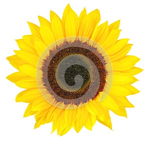 Sunny Sunflower Helianthus annuus isolated on white background.