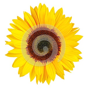 Sunny Sunflower isolated on white background, including clipping.path.