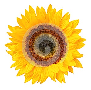 Sunny Sunflower isolated on white background, including clipping path.