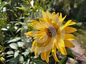 Sunny Sunflower in October