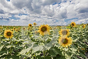 Sunny sunflowers and corn field blue cloudy sky photo