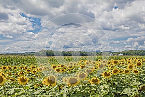 Sunny sunflowers and corn field blue cloudy sky photo