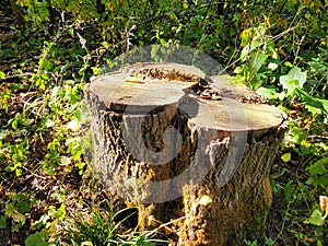 Sunny Tree Stump in Schmidt Woods