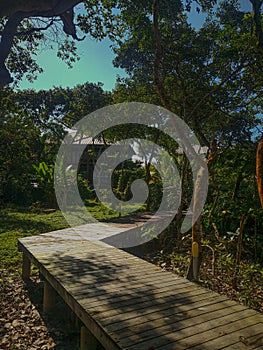 Sunny tropical path wooden dock pier sourrounded by trees and nature, next to the beach