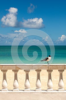 Sunny Tropical Seashore with Gull Sitting on Fence