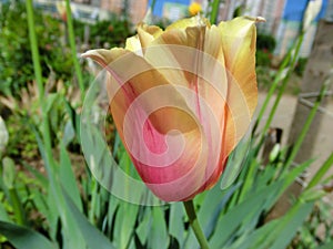 Sunny variegated red-yellow tulip photo