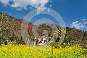 Sunny view of the beautiful cherry blossom and rape flower blossom at Nantou
