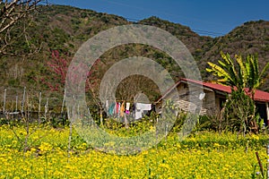 Sunny view of the beautiful cherry blossom and rape flower blossom at Nantou