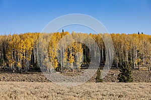 Sunny view of the beautiful fall color around Dixie National Forest