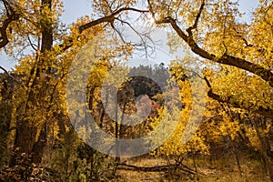 Sunny view of beautiful fall color around Parowan Canyon