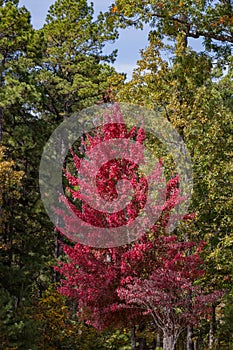 Sunny view of the beautiful fall color of Hobbs State Park-Conservation Area