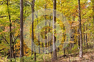 Sunny view of the beautiful fall color of Hobbs State Park-Conservation Area