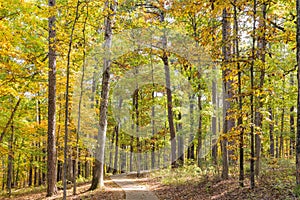 Sunny view of the beautiful fall color of Hobbs State Park-Conservation Area