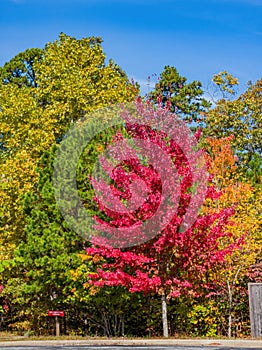 Sunny view of the beautiful fall color of Hobbs State Park-Conservation Area