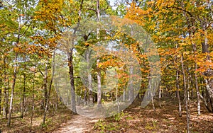 Sunny view of the beautiful fall color of Hobbs State Park-Conservation Area