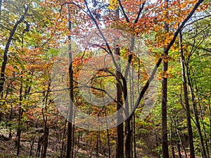 Sunny view of the beautiful fall color of Hobbs State Park-Conservation Area