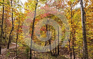 Sunny view of the beautiful fall color of Hobbs State Park-Conservation Area