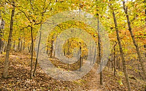 Sunny view of the beautiful fall color of Hobbs State Park-Conservation Area