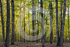 Sunny view of the beautiful fall color of Hobbs State Park-Conservation Area