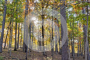 Sunny view of the beautiful fall color of Hobbs State Park-Conservation Area