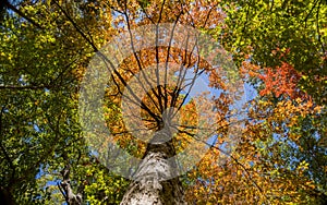 Sunny view of the beautiful fall color of Hobbs State Park-Conservation Area