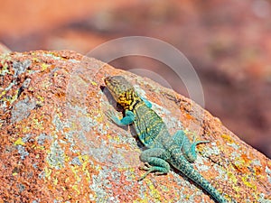 Sunny view of the Common collared lizard in The Holy City of the Wichitas photo