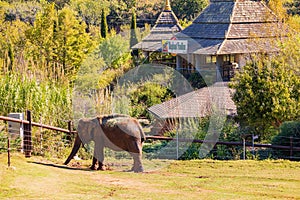 Sunny view of elephant