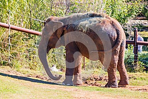 Sunny view of elephant