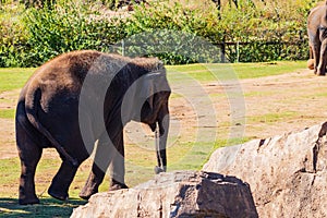 Sunny view of elephant