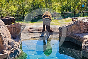 Sunny view of elephant