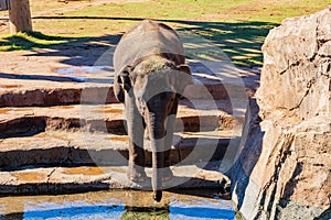 Sunny view of elephant