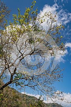 Sunny view of the Formosan Sweet Gum