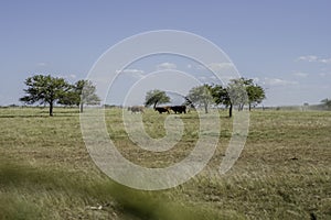 Sunny view of a group of cows grazing in a grass field