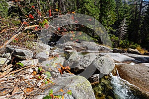 Sunny view of the Horsetail Fall Trail at Lake Tahoe