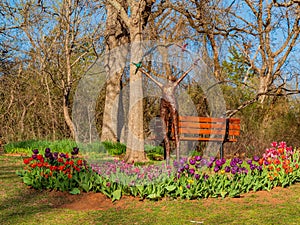 Sunny view of many tulips blossom in E.C. Hafer Park