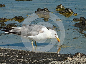 Sunny view of the Mono lake with full of Alkali fly and a seagull