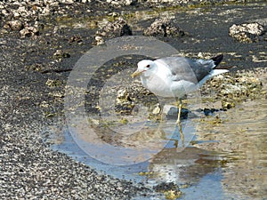 Sunny view of the Mono lake with full of Alkali fly and a seagull