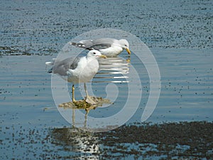 Sunny view of the Mono lake with full of Alkali fly and a seagull