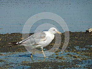 Sunny view of the Mono lake with full of Alkali fly and a seagull