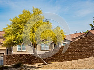 Sunny view of Parkinsonia florida blossom and a beautiful residence building photo