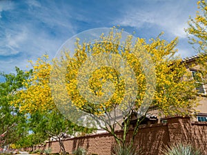 Sunny view of Parkinsonia florida blossom and a beautiful residence building photo