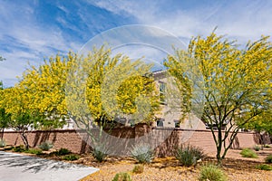 Sunny view of Parkinsonia florida blossom and a beautiful residence building photo