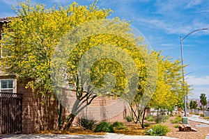 Sunny view of Parkinsonia florida blossom and a beautiful residence building photo