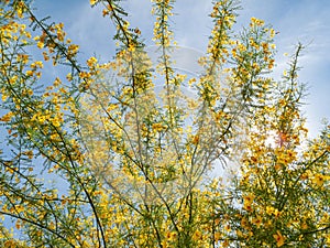 Sunny view of Parkinsonia florida blossom photo