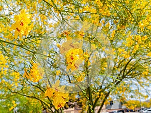 Sunny view of Parkinsonia florida blossom photo